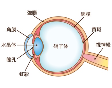 網膜硝子体手術とは